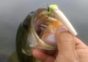 Sink-O-Ring Wacky Rig Kit O Ring NO Tool Needed Use Senko Worms Fishing Hooks O-Rings Easy to Rig Saves Time and Money (1/4", 3/8" OR 5/8" White)